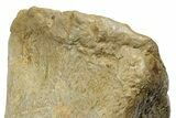 Rare Tyrannosaurus rex (T-Rex) Toe Bone Fossil - Wyoming #382411-4